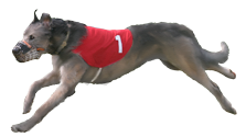 Jack running NOTRA