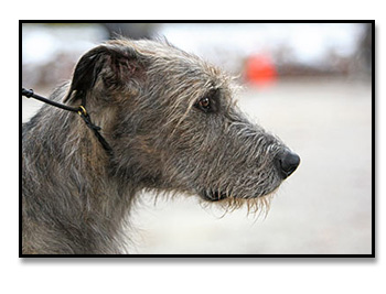 Jack photo by Steve Surfman