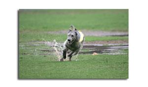 Jack Splash