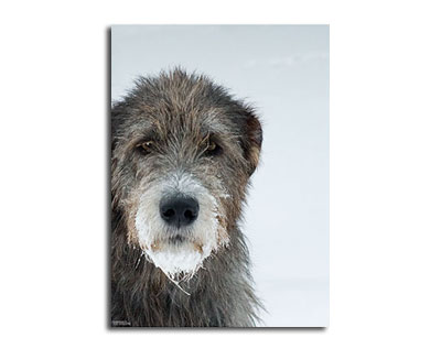 Smudge Snow Face