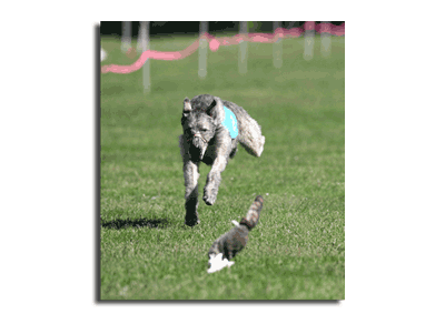 Jack chasing the bunny