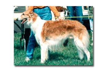 Challey showing
