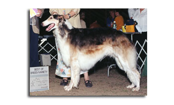 Dance winning Best of Breed