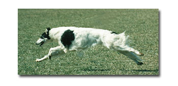 Hawk lure coursing