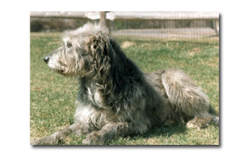 Rudy