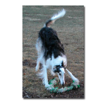 Spencer playing