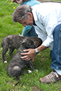 Rummer_pups02