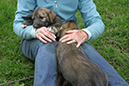 Rummer_pups27