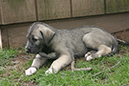 Rummer_pups46