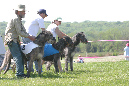 Jack_Jazz&Colt_NOTRArace2_2010