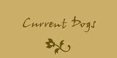 Current Dogs