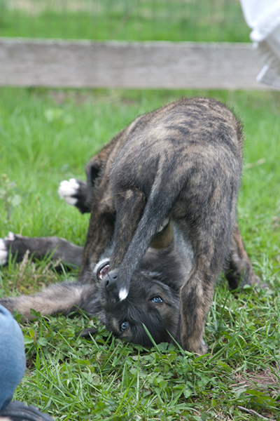 Rummer_pups26_1