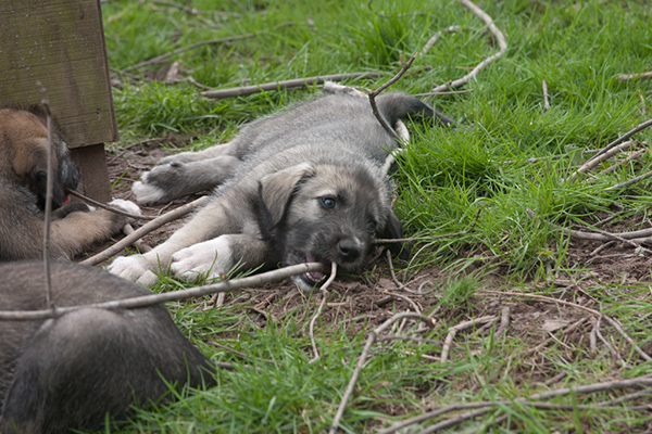 Rummer_pups77