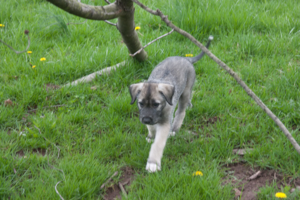 Rummer_pups46_1