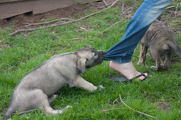 Rummer_pups62_1