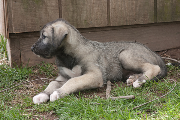 Rummer_pups72