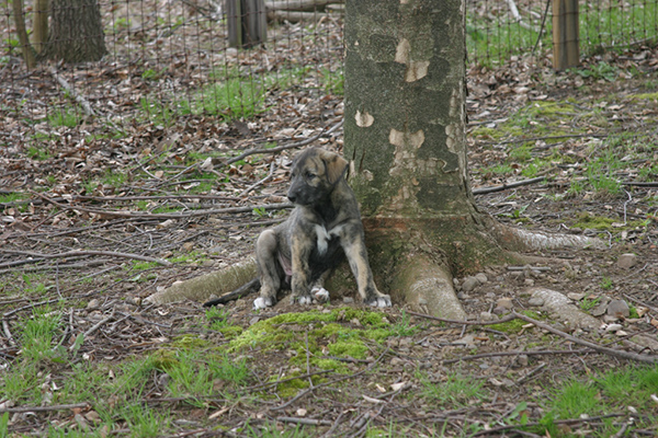 Rummer_pups60