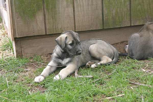 Rummer_pups43