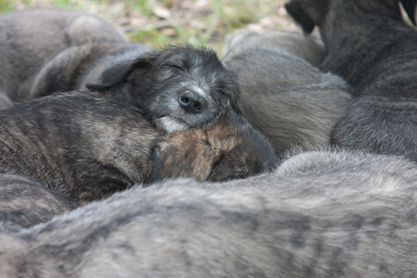 Rummer_pups24 (1)