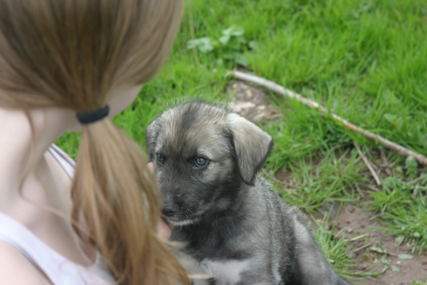 Rummer_pups28