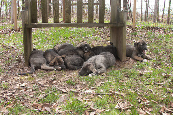 Rummer_pups13 (1)