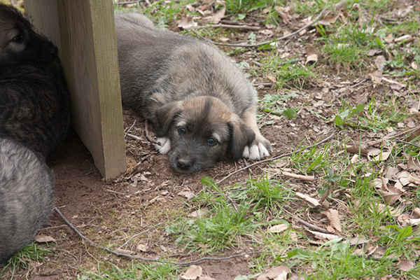 Rummer_pups16 (1)