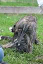 Rummer_pups26_1