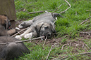 Rummer_pups77