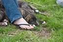 Rummer_pups74