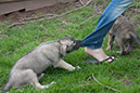 Rummer_pups62_1