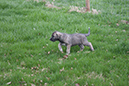 Rummer_pups97