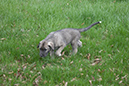 Rummer_pups99