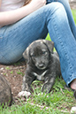 Rummer_pups82