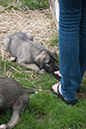 Rummer_pups55_1